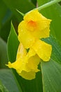 Yellow Canna and rain Royalty Free Stock Photo