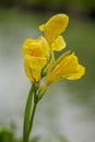 Yellow Cannaceae in beautiful nature Royalty Free Stock Photo