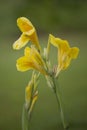 Yellow Cannaceae in beautiful nature Royalty Free Stock Photo