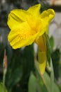 Yellow cannaceae flower Royalty Free Stock Photo