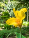 Yellow Cannaceae flower blooming in the garden.