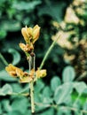 Yellow Cannaceae flower, tropical plant, Tropical flower