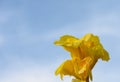 yellow cannas against the evening sky 2