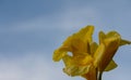 yellow cannas against the evening sky 1