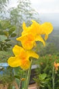 Yellow Cannas flower Royalty Free Stock Photo