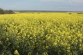 Yellow Canola crop in farm land.