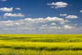 Yellow Canola Field In Bloom Alberta Royalty Free Stock Photo