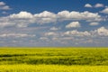 Yellow Canola Field In Bloom Alberta Royalty Free Stock Photo