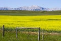 Yellow Canola Field In Bloom Alberta Royalty Free Stock Photo