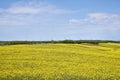 Yellow canola field in bloom during spring Royalty Free Stock Photo