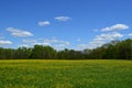 Yellow canola field blooming with blue skies and white clouds Royalty Free Stock Photo