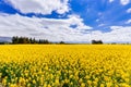 Yellow canola field with blue skies in New Zealand. Royalty Free Stock Photo