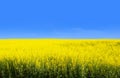 Yellow canola field with blue sky depicts flag of Ukraine, world`s third largest exporter of the crop