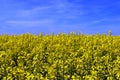 yellow canola field. blue sky and white clouds. nature and outdoors. Royalty Free Stock Photo