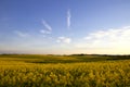 Yellow canola field in May and in sprigtime Royalty Free Stock Photo
