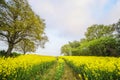 Yellow canola field with tire tracks Royalty Free Stock Photo