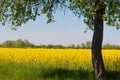 Yellow canola field with tree in right side of the image Royalty Free Stock Photo