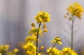 Yellow canola field under blue sky summer day Royalty Free Stock Photo