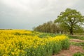 Yellow Canola fields and a cloudy sky. Royalty Free Stock Photo