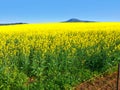 Yellow canola fields in full bloom