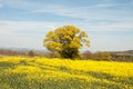 Yellow Canola fields and an old oak tree. Royalty Free Stock Photo