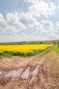 Yellow Canola fields after a rain storm on a summer`s day. Royalty Free Stock Photo