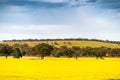 Yellow canola fields, South Australia