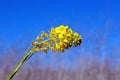 Canola field in bloom in springtime Royalty Free Stock Photo