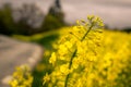 A yellow canola flower is photographed close up with the rapeseed field behind it blurred out as well as country road Royalty Free Stock Photo