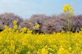 Yellow Canola Flower Rapeseed fields & pink cherry blossom trees Sakura in background under blue sunny sky in Gongendo Park