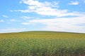 Yellow canola flower spring meadow under blue sky background Royalty Free Stock Photo