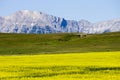 Yellow Canola Field In Bloom Alberta Royalty Free Stock Photo