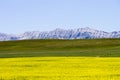 Yellow Canola Field In Bloom Alberta Royalty Free Stock Photo