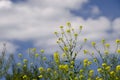 Yellow canola flowers grow in a field against the blue sky Royalty Free Stock Photo