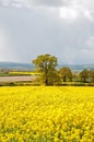 Yellow Canola flowers in a meadow in the English summertime. Royalty Free Stock Photo