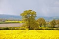 Yellow Canola flowers in a meadow in the English summertime. Royalty Free Stock Photo