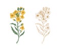 Yellow canola flowers and sketch of rapeseed sprig. Two branches of rape plants with colza or mustard buds. Drawn