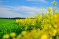 Yellow canola oilseed field Royalty Free Stock Photo