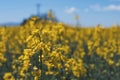 Yellow canola plant in bloom with yellow flower petals Royalty Free Stock Photo