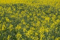 Yellow canola rapeseed field in bloom beautiful landscape Royalty Free Stock Photo