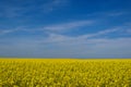 yellow canola rapeseed field. blue sky and white clouds. nature and outdoors. Royalty Free Stock Photo