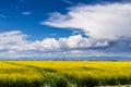 Yellow Canola Rapeseed Fields in Bloom Royalty Free Stock Photo