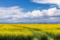 Yellow Canola Rapeseed Fields in Bloom Royalty Free Stock Photo