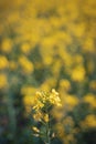 Yellow canola rapeseed flower in bloom on a yellow blurry background Royalty Free Stock Photo