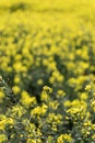 Yellow canola rapeseed flower in bloom close up on a blurry yellow background Royalty Free Stock Photo