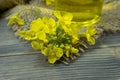 Yellow canola or rapeseed flowers with oil Royalty Free Stock Photo