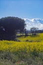 Yellow canola rapeseed meadow field with flowers in bloom on a beautiful agricultural landscape Royalty Free Stock Photo