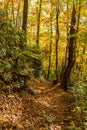 Yellow Canopy of Trees over Beech Gap Trail Royalty Free Stock Photo