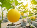 Yellow cantaloupe hang on tree