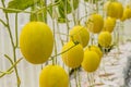 Yellow Cantaloupe melon growing in a greenhouse.